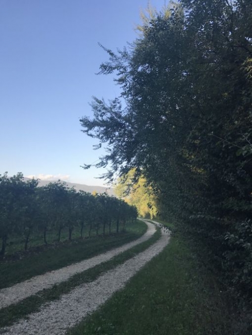 Non solo bollicine: una siepe Doc più lunga dell’Italia