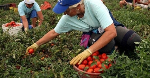 L’agricoltura ha usato correttamente i voucher e ne ha ancora bisogno