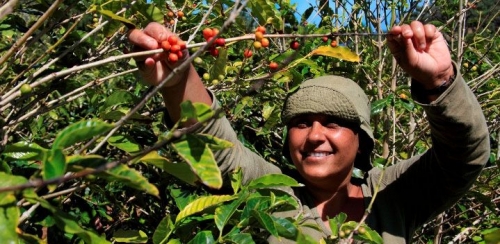 Il caffè diventerà presto un lusso (e sarà più cattivo)