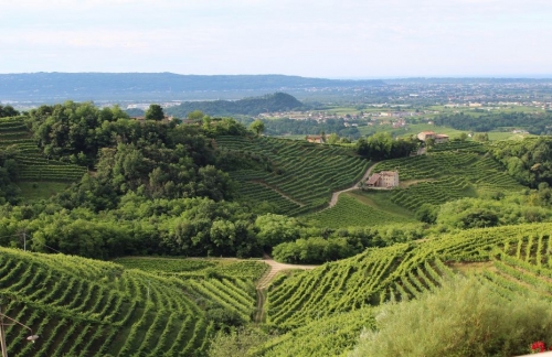 Colline Prosecco ‘patrimonio dell’umanità’: sì dagli esperti