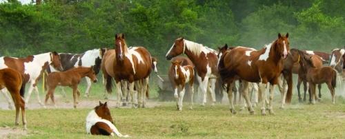 Roma: il più grande summit europeo di razze equine americane