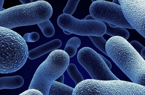 Un batterio potrebbe risolvere l’inquinamento da plastica