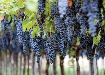 Le dodici famiglie dell’Amarone per la prima volta a Venezia