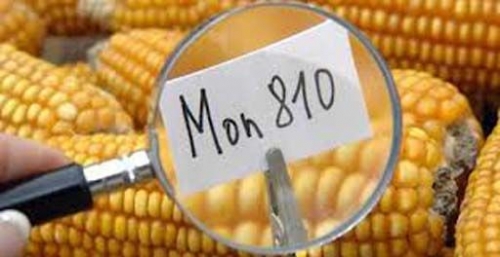 Ogm: chiudere sul biotech  significa bloccare sviluppo e innovazione in agricoltura