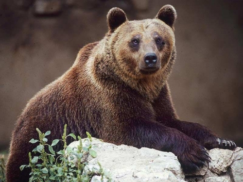 L'Europa ha, finalmente, deciso di difendere il valore della biodiversità