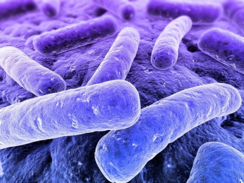 Contro l'Alzheimer uno studio sulla flora batterica intestinale