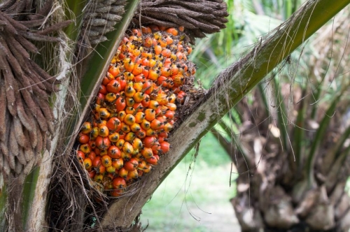 L’Europa sia la prima a mettere un freno all’uso dell’olio di palma