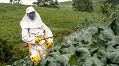 Sul mercato europeo approdano pesticidi ad alto rischio?